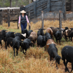 Produtora de Terenos aposta na ovinocultura e faz da atividade a principal fonte de renda