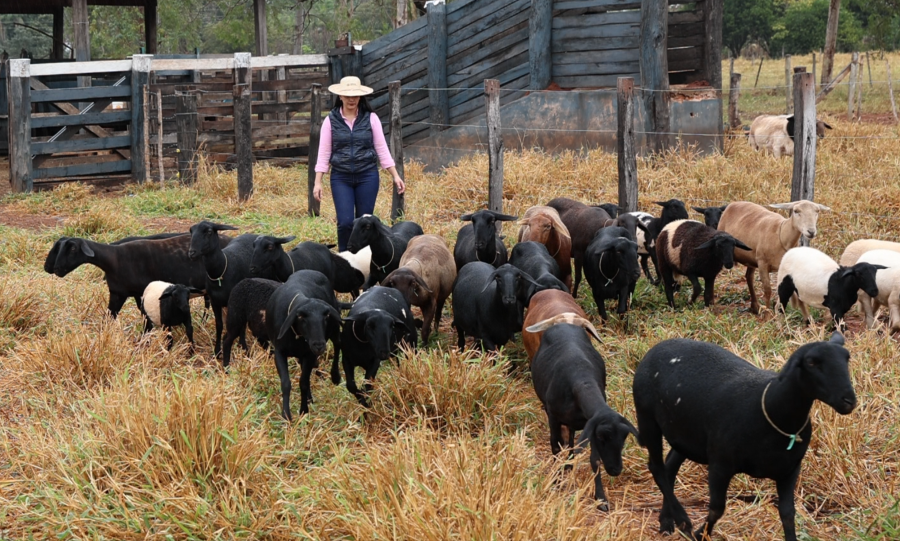 Produtora de Terenos aposta na ovinocultura e faz da atividade a principal fonte de renda