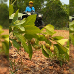 Aventura e Sabor: Desbrave a Trilha da Guavira em Bonito