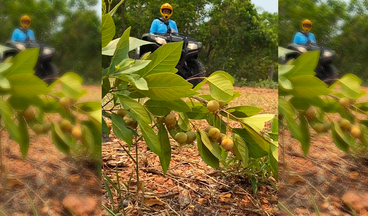 Aventura e Sabor: Desbrave a Trilha da Guavira em Bonito
