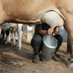 Índice do Leite de MS registra queda de 5,54% em setembro; todos os produtos da cesta tiveram redução de preço