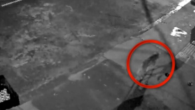 Vídeo: onça passeia tranquilamente por bairro de Sidrolândia e é flagrada por câmera de segurança