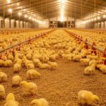 Alerta Sanitário: Surto de Newcastle na Líbia dizima 145 mil aves e reforça importância da imunização