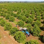 Citricultura: MS Citrus Summit vai debater nova fronteira produtiva em Três Lagoas