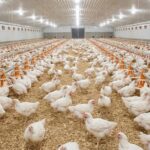 Fim da ‘Fartura’ nas Gôndolas: A Retomada das Exportações e o Impacto no Preço do Frango em MS