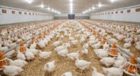 Iagro abre consulta pública para reforçar controle de Salmonella na avicultura de MS