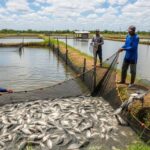 Piscicultura de MS: O Salto de 2025 e a Nova Era da Proteína nas Águas