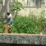 Vídeo: homem é morto por leoa após invadir recinto em zoológico de João Pessoa; entenda