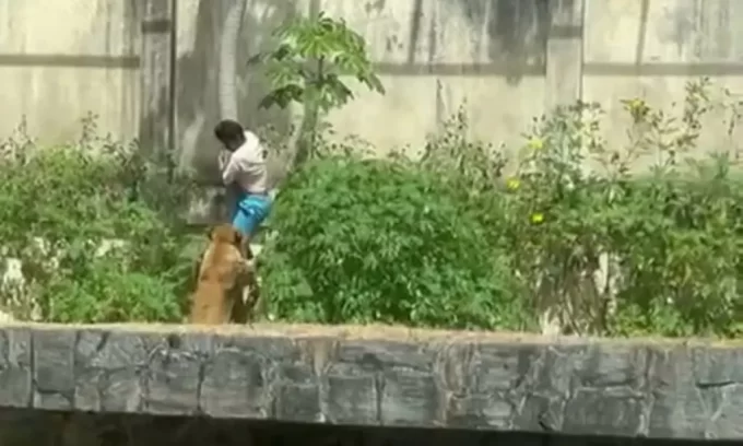 Vídeo: homem é morto por leoa após invadir recinto em zoológico de João Pessoa; entenda
