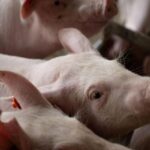 O Coração da Suinocultura no “novo status sanitário”