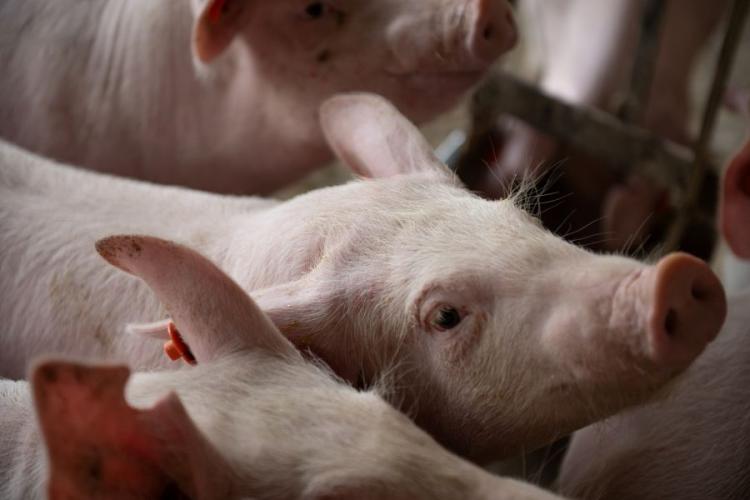 O Coração da Suinocultura no “novo status sanitário”