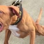 Grávida de 25 anos é atacada por pitbull em Campo Grande e fica ferida