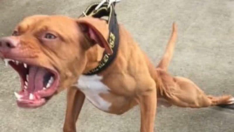 Grávida de 25 anos é atacada por pitbull em Campo Grande e fica ferida