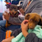 Sidrolândia lança Caravana da Castração com 480 vagas gratuitas para cães e gatos