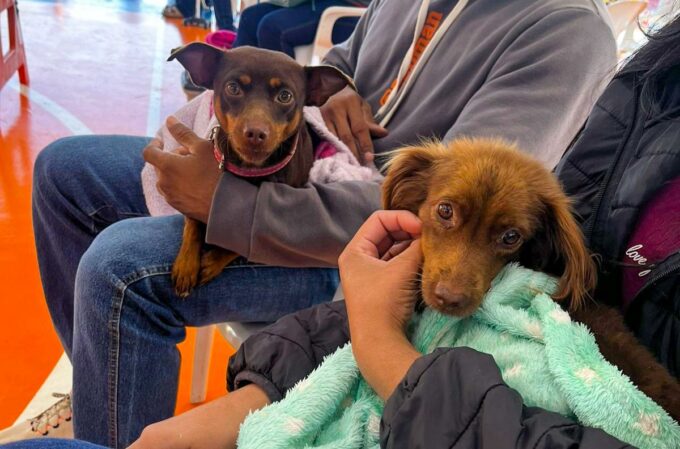 Sidrolândia lança Caravana da Castração com 480 vagas gratuitas para cães e gatos
