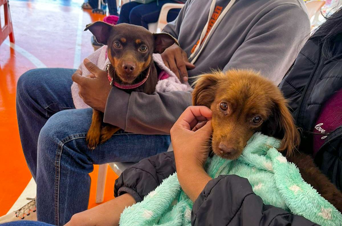 Sidrolândia lança Caravana da Castração com 480 vagas gratuitas para cães e gatos