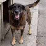 Justiça ordena que redes excluam informações sobre adolescentes suspeitos de matar cão Orelha