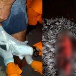 Idoso é atacado por Pitbull e sofre ferimentos graves na cabeça e perna