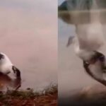 Sucuri ataca pato e assusta frequentadores no Parque Vale do Vacaria, em Sidrolândia