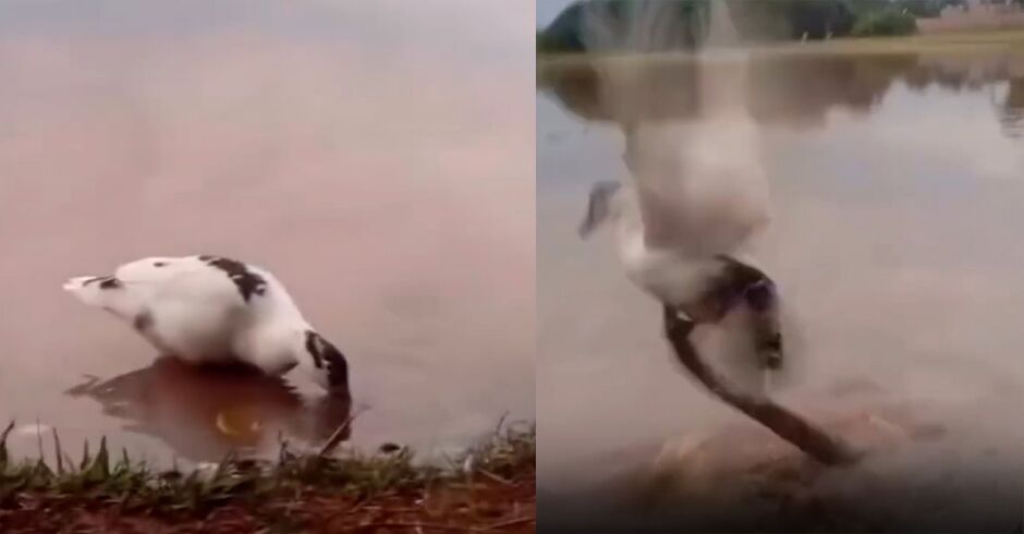 Sucuri ataca pato e assusta frequentadores no Parque Vale do Vacaria, em Sidrolândia