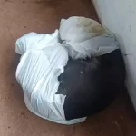 Animal sobrevive após ser espancado e deixado agonizando em saco plástico