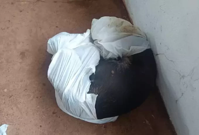 Animal sobrevive após ser espancado e deixado agonizando em saco plástico