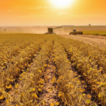 Safra 2025/2026: Calor e Estiagem Desafiam Produtores no Sudoeste de MS