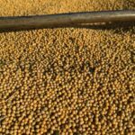 Exportações de soja e milho garantem superávit de US$ 462 milhões em MS