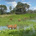 Já viu 5 veados juntos? Bando surpreende em aparição incrível raríssima no Pantanal de MS