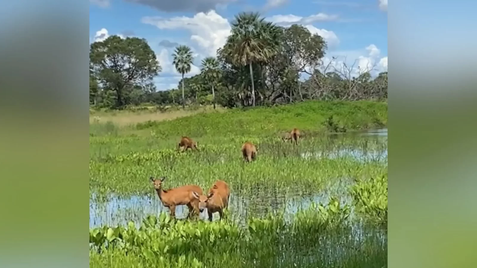 Já viu 5 veados juntos? Bando surpreende em aparição incrível raríssima no Pantanal de MS