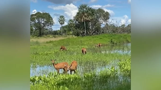 Já viu 5 veados juntos? Bando surpreende em aparição incrível raríssima no Pantanal de MS