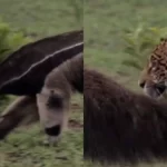 Amizade improvável? Tamanduá é flagrado ‘dando rolê’ com onça-pintada no Pantanal