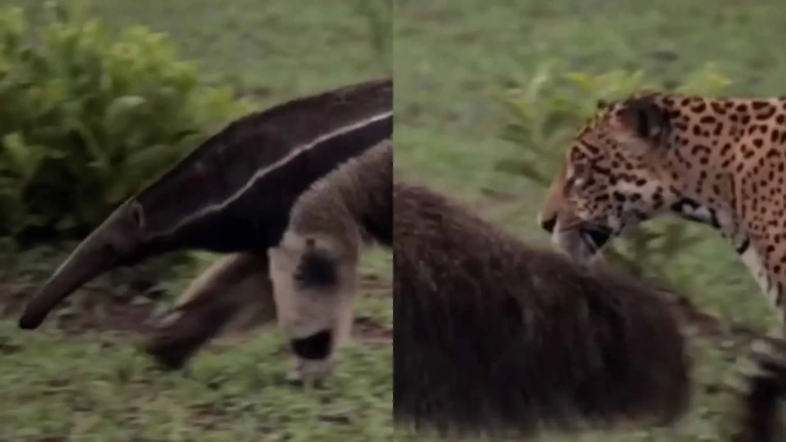 Amizade improvável? Tamanduá é flagrado ‘dando rolê’ com onça-pintada no Pantanal