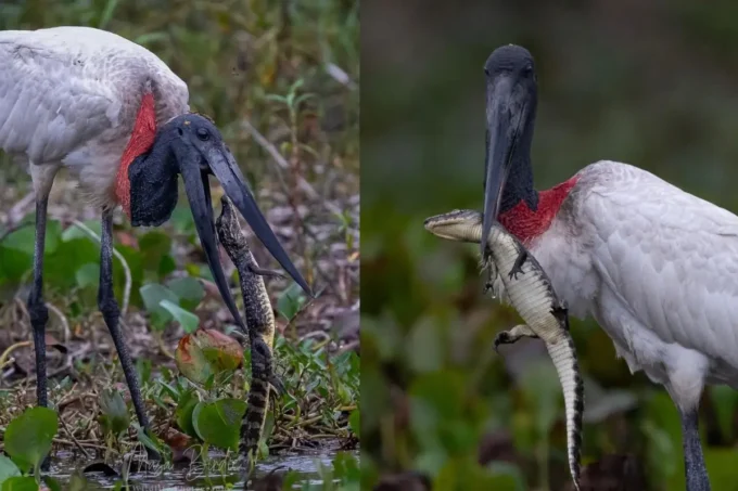 Tuiuiú surpreende ao capturar filhote de jacaré no Pantanal