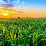 Agronegócio segue forte e impulsiona economia de Mato Grosso do Sul