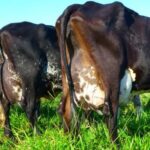 Genética impulsiona produtividade leiteira em MS