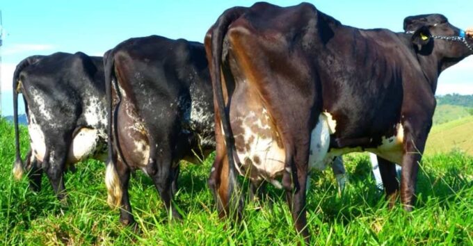 Genética impulsiona produtividade leiteira em MS
