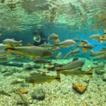 Recanto Ecológico Rio da Prata é eleito o melhor atrativo turístico do Brasil