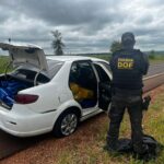 DOF apreende 700 quilos de maconha após perseguição em Ponta Porã