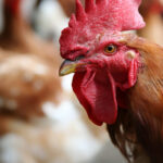 Bebê morre no dia do próprio aniversário após ataque brutal de galo no Paraguai