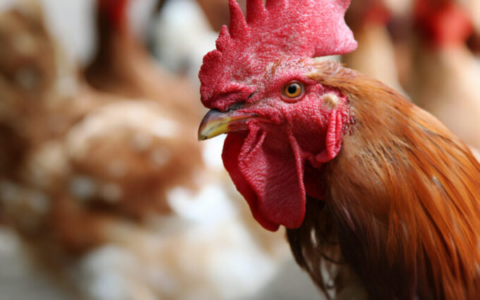 Bebê morre no dia do próprio aniversário após ataque brutal de galo no Paraguai