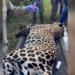 Onça morta na BR-262 terá material genético preservado e pode ajudar a salvar a espécie no futuro