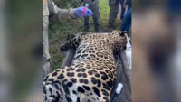 Onça morta na BR-262 terá material genético preservado e pode ajudar a salvar a espécie no futuro