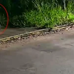 VÍDEO: Idoso é agredido com barra de ferro durante roubo em ponto de ônibus no Nova Lima