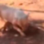 Pitbull avança em cachorro e mata animal durante ataque em Aquidauana (vídeo)