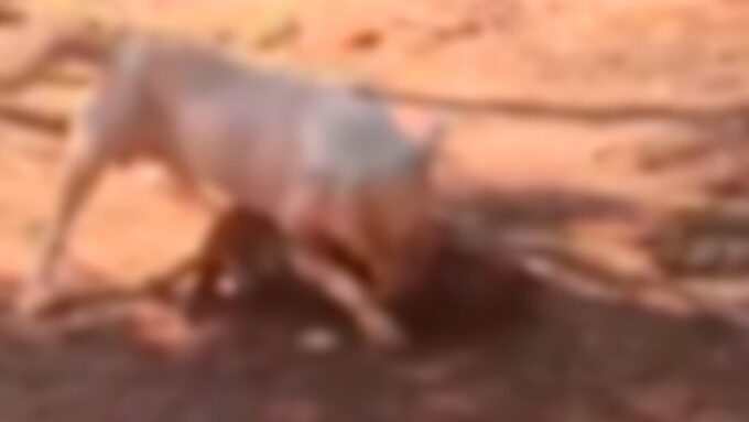 Pitbull avança em cachorro e mata animal durante ataque em Aquidauana (vídeo)