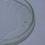 Chikungunya avança em MS e já soma mais de 5 mil casos confirmados com 14 mortes em 2026