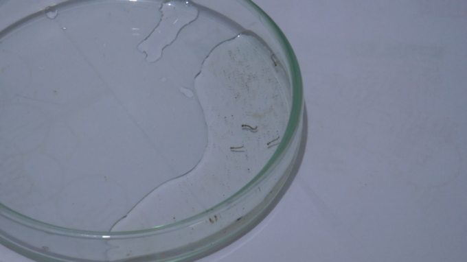 Chikungunya avança em MS e já soma mais de 5 mil casos confirmados com 14 mortes em 2026