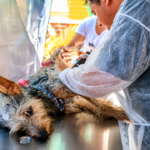 Castramóvel chega aos bairros Cascatinha com 200 vagas para castração gratuita de cães e gatos em Sidrolândia