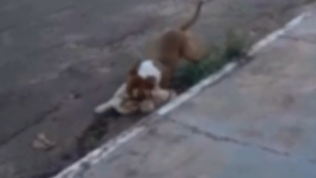 Pitbull mata cachorro de pequeno porte durante ataque em rua do Bairro Guanandi